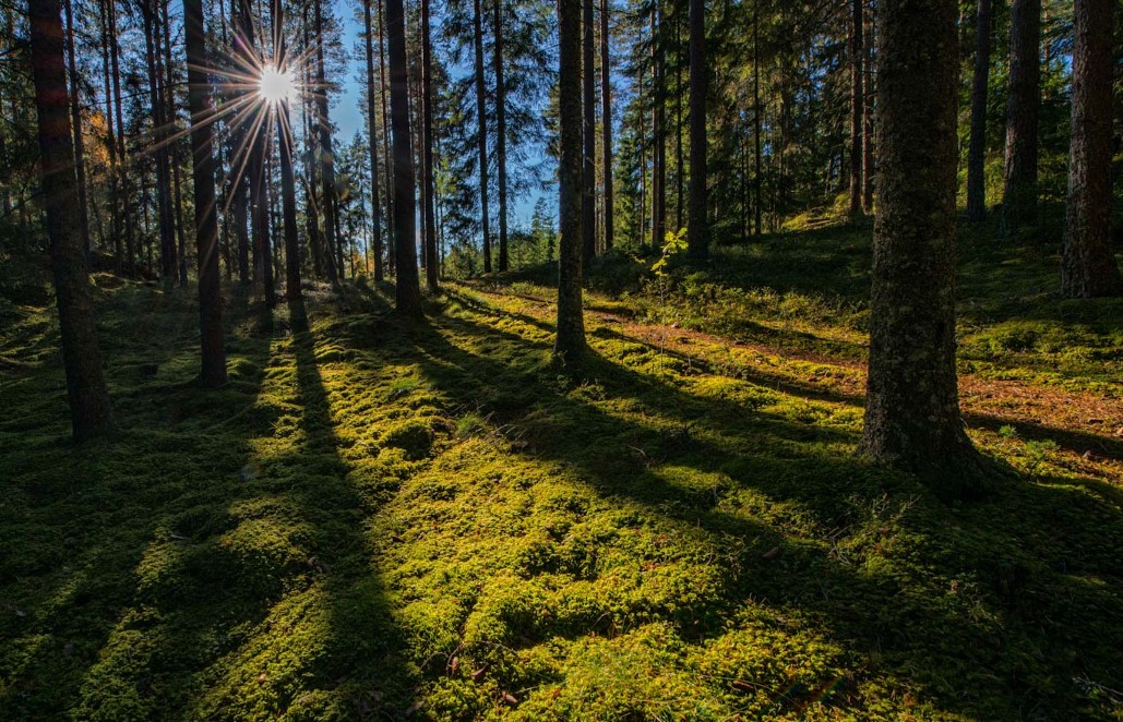 sol i skog