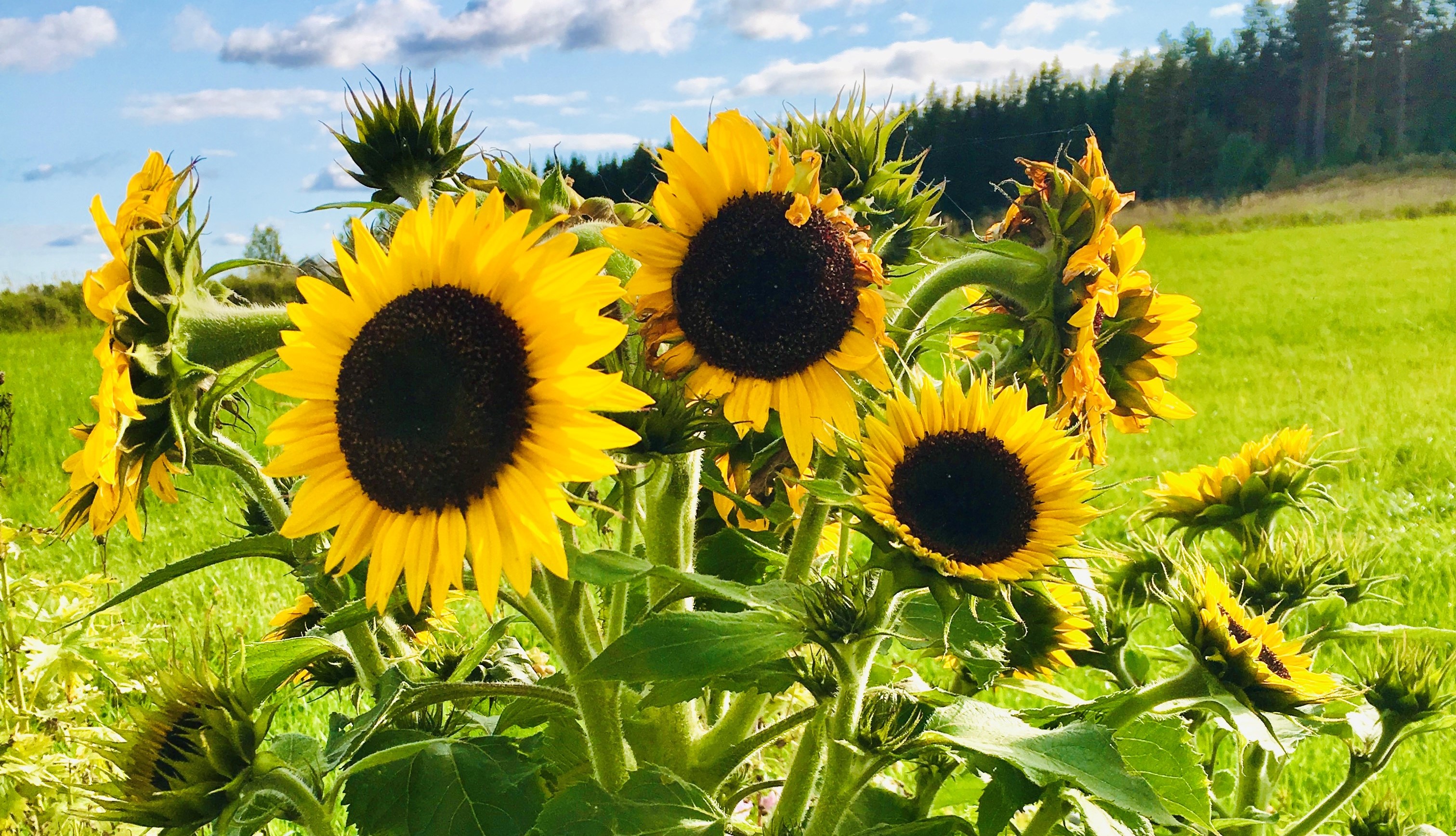 Bilder sav solsikker mot himme
