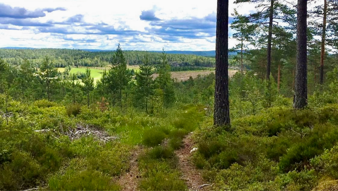 skog
